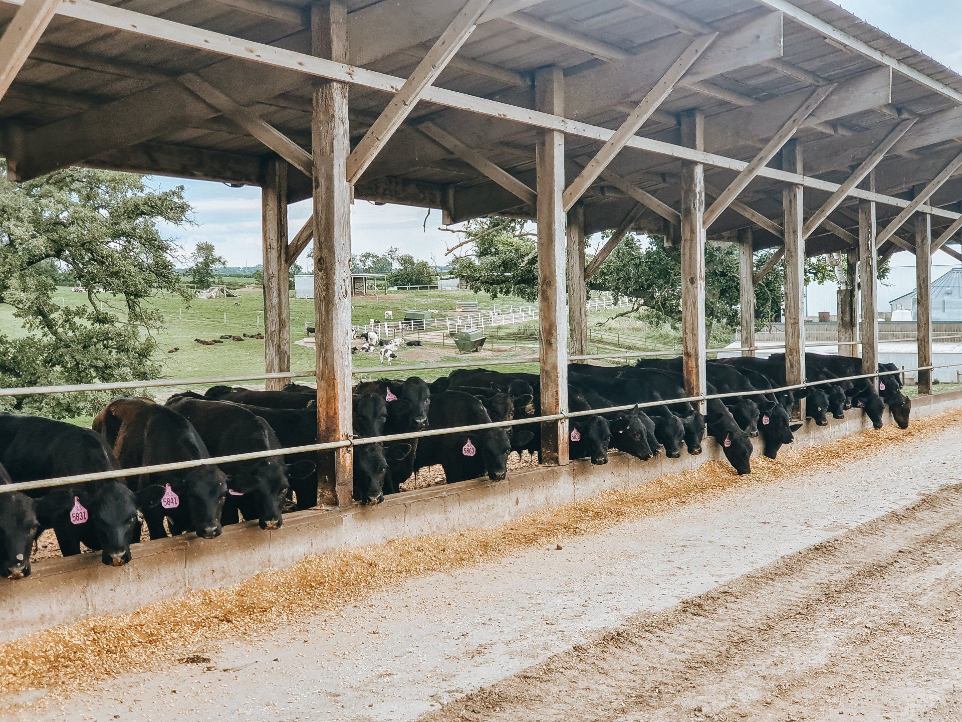 Cattle standing in a covered feeding barn, eating along a long trough on a gravel lane.