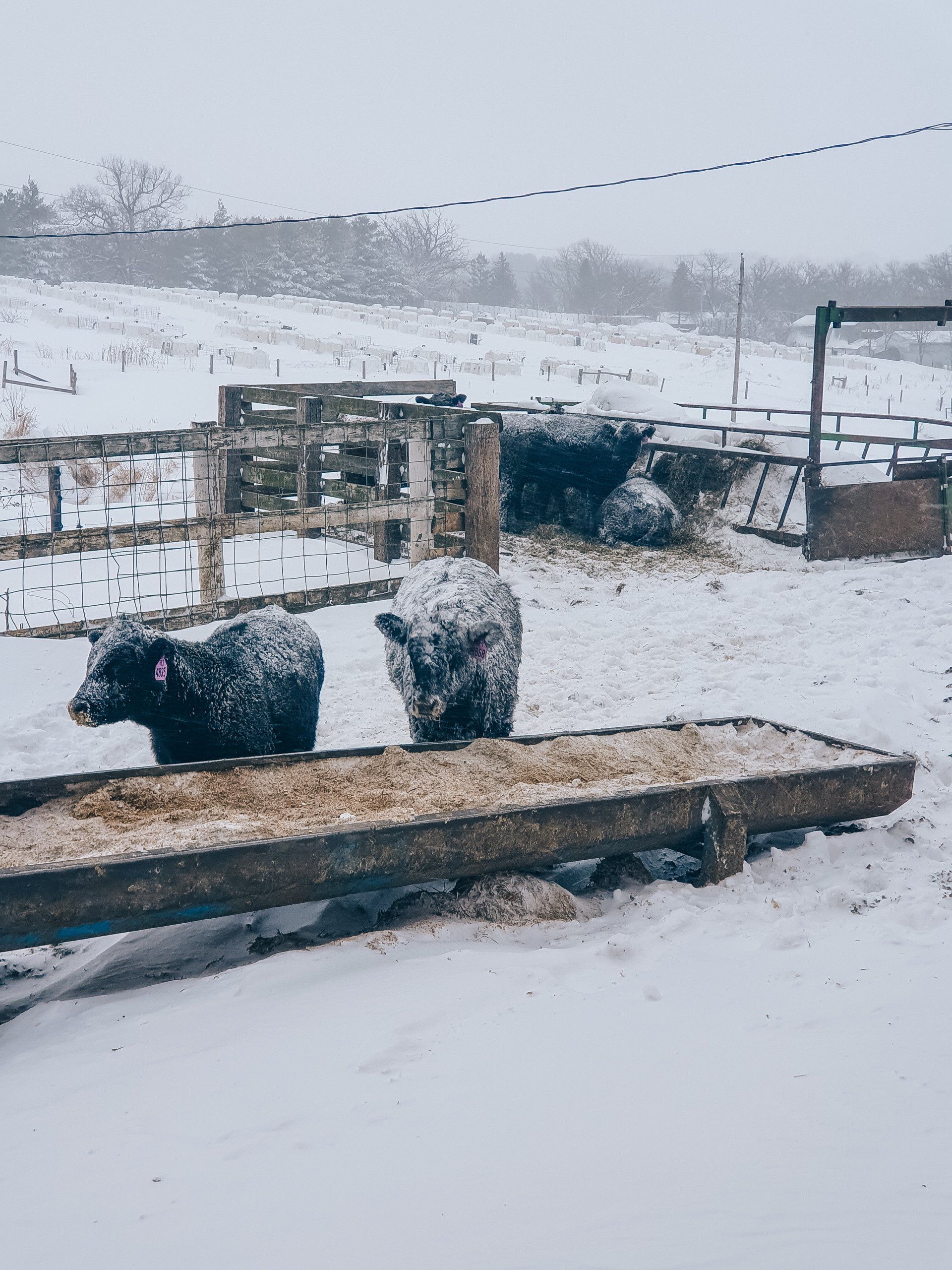 Snow-covered farmyard with two goats near a wooden feeder in a snowy pen.