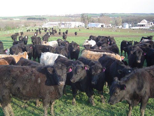 Herd of black and brown cows grazing in a green field with farm buildings in the distance