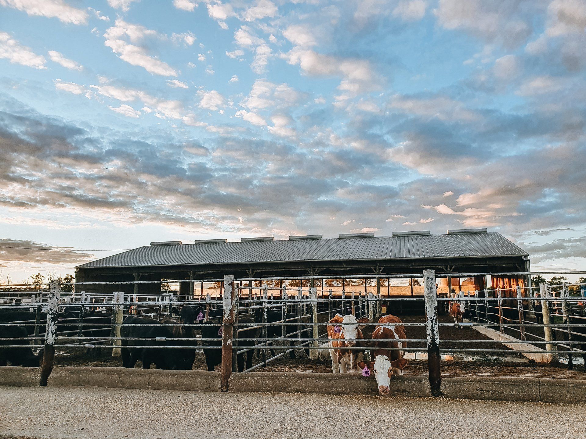 Outdoor livestock pens with several horses under a cloudy sky at sunset