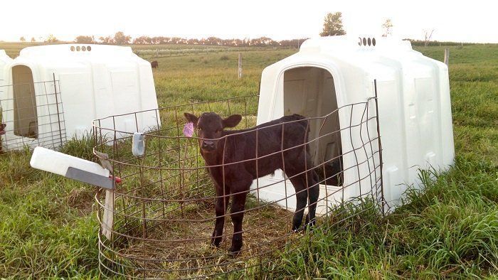 Calf standing by white plastic shelters in a grassy pasture behind a wire fence