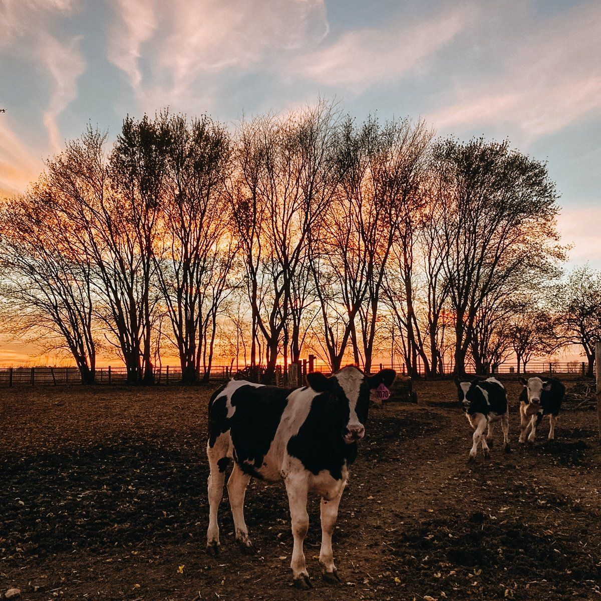 Cows grazing in a field at sunset with silhouetted trees and a colorful sky