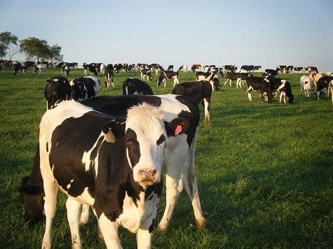 Black-and-white cow in a grassy pasture with many cows grazing in the background
