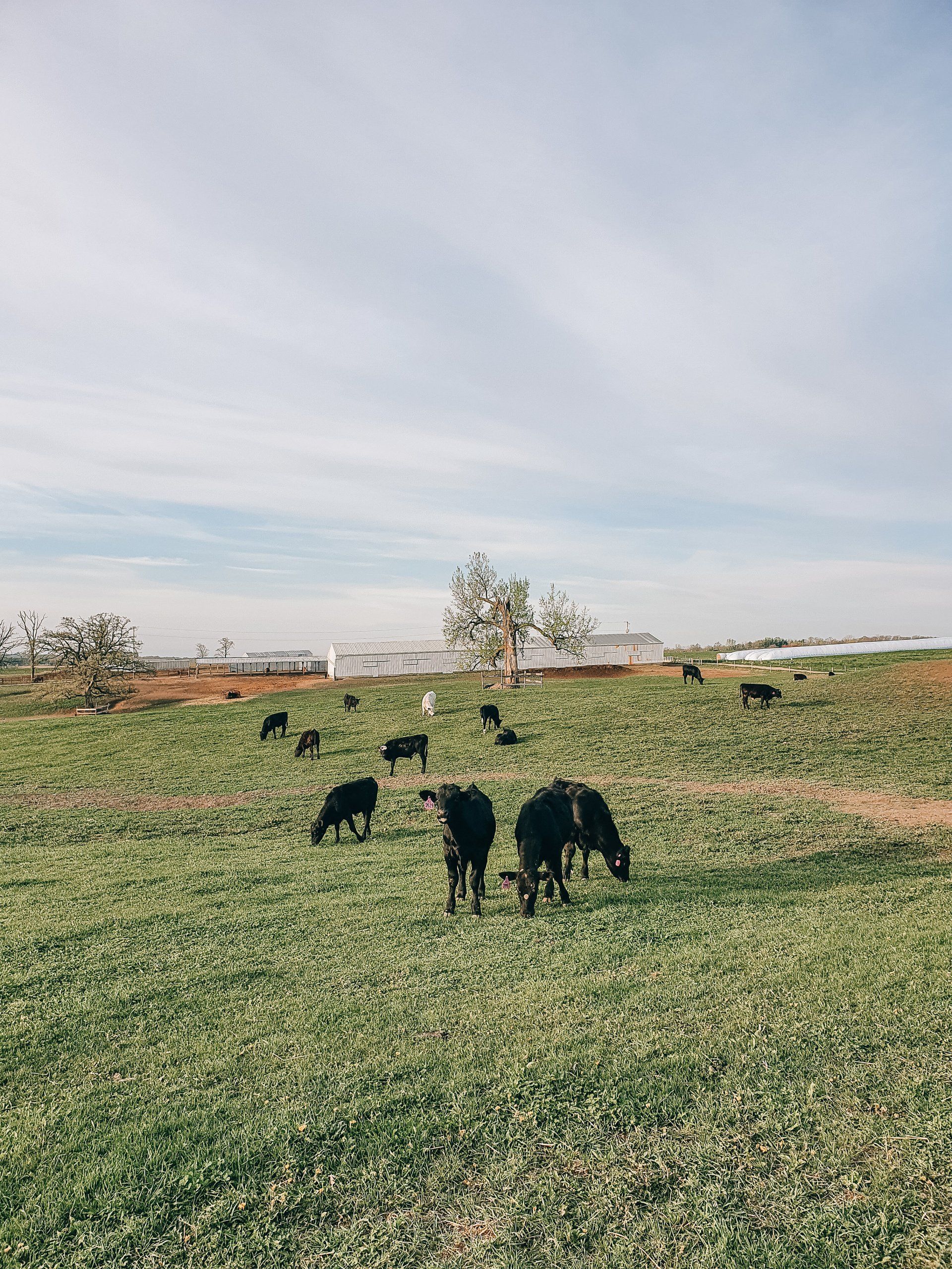 Goats grazing in a green field under a cloudy sky