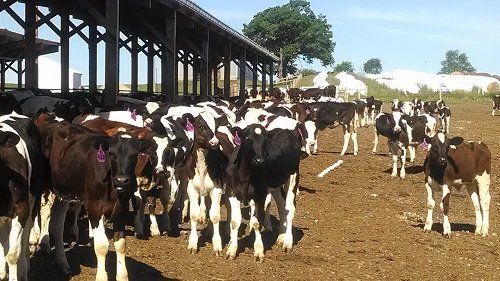 Cattle standing in a barnyard with a long shed on the left and a bright open field behind them