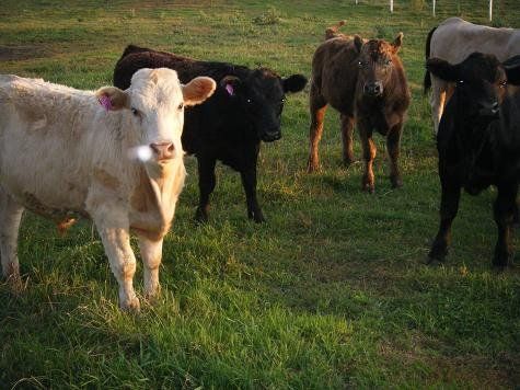 Four cows standing on grassy pasture, including a white cow in front and black cows behind