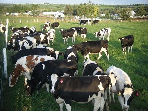 Herd of black-and-white cows grazing in a green pasture on a sunny farm.