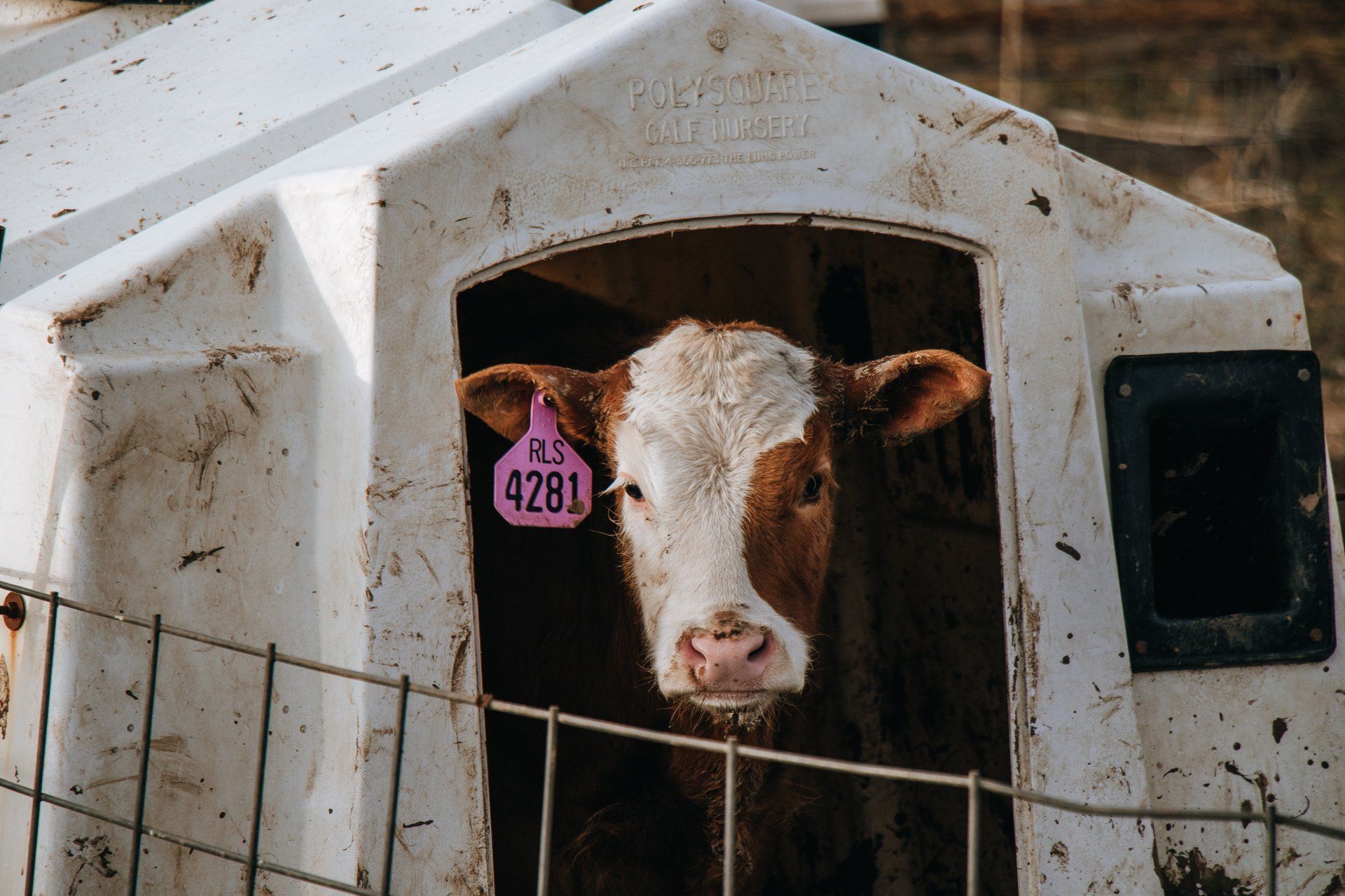 Cow with pink ear tag standing in a white barn stall, looking through a doorway