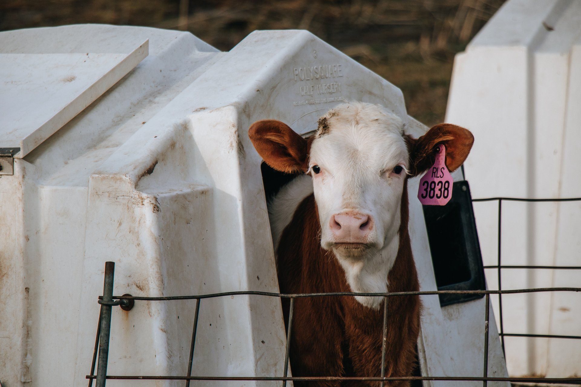 White calf standing in a pen with a pink ear tag, looking through a wooden gate