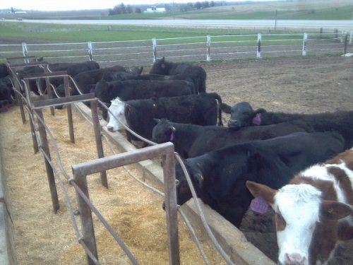 Cattle feeding at a trough in a fenced pasture, with a white-faced cow in the foreground.
