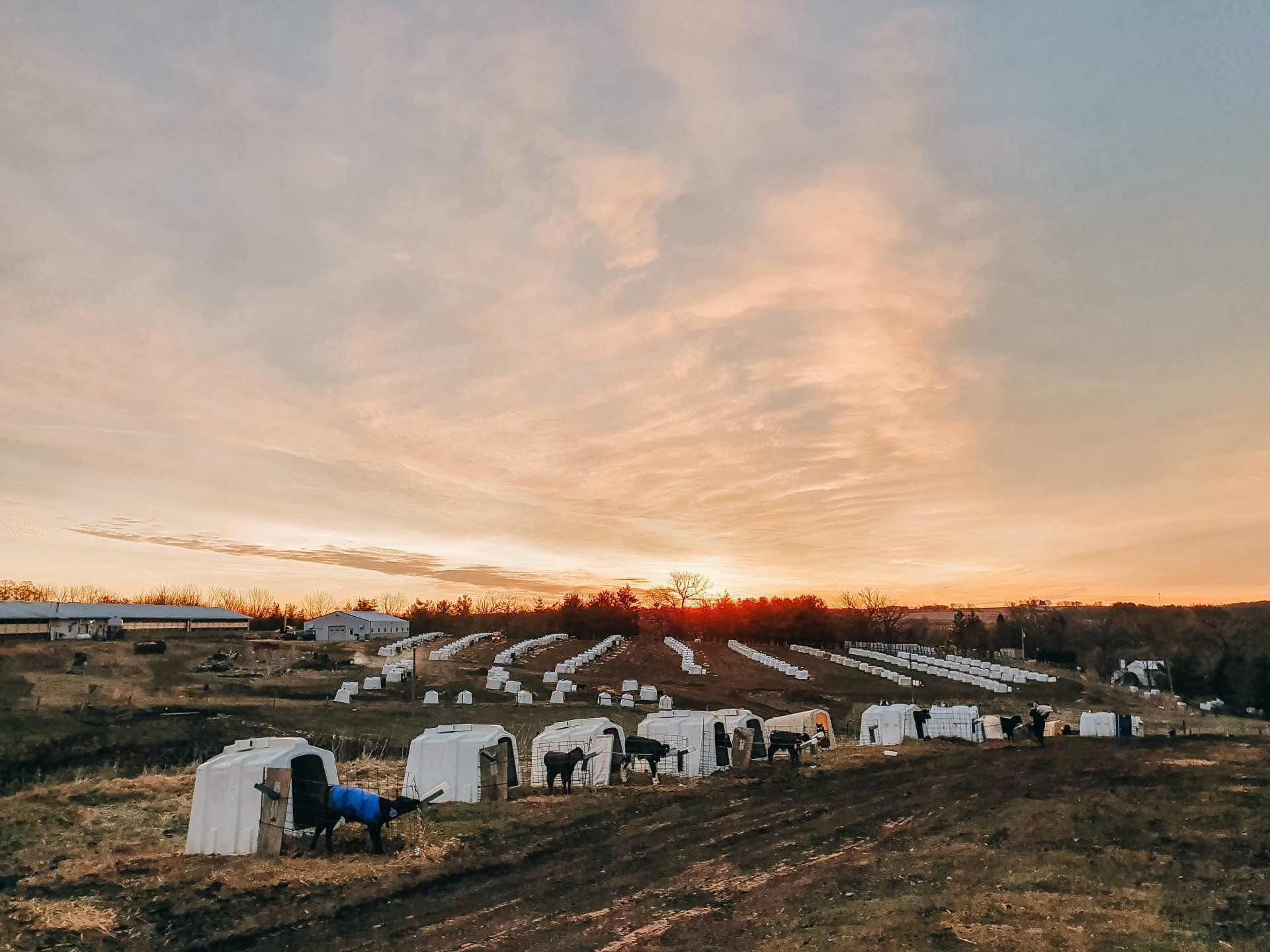 Sunset over a field of white beehives with a blue chair in the foreground