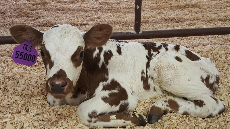 Brown-and-white calf lying on straw in a pen, with a purple price tag reading $5500.