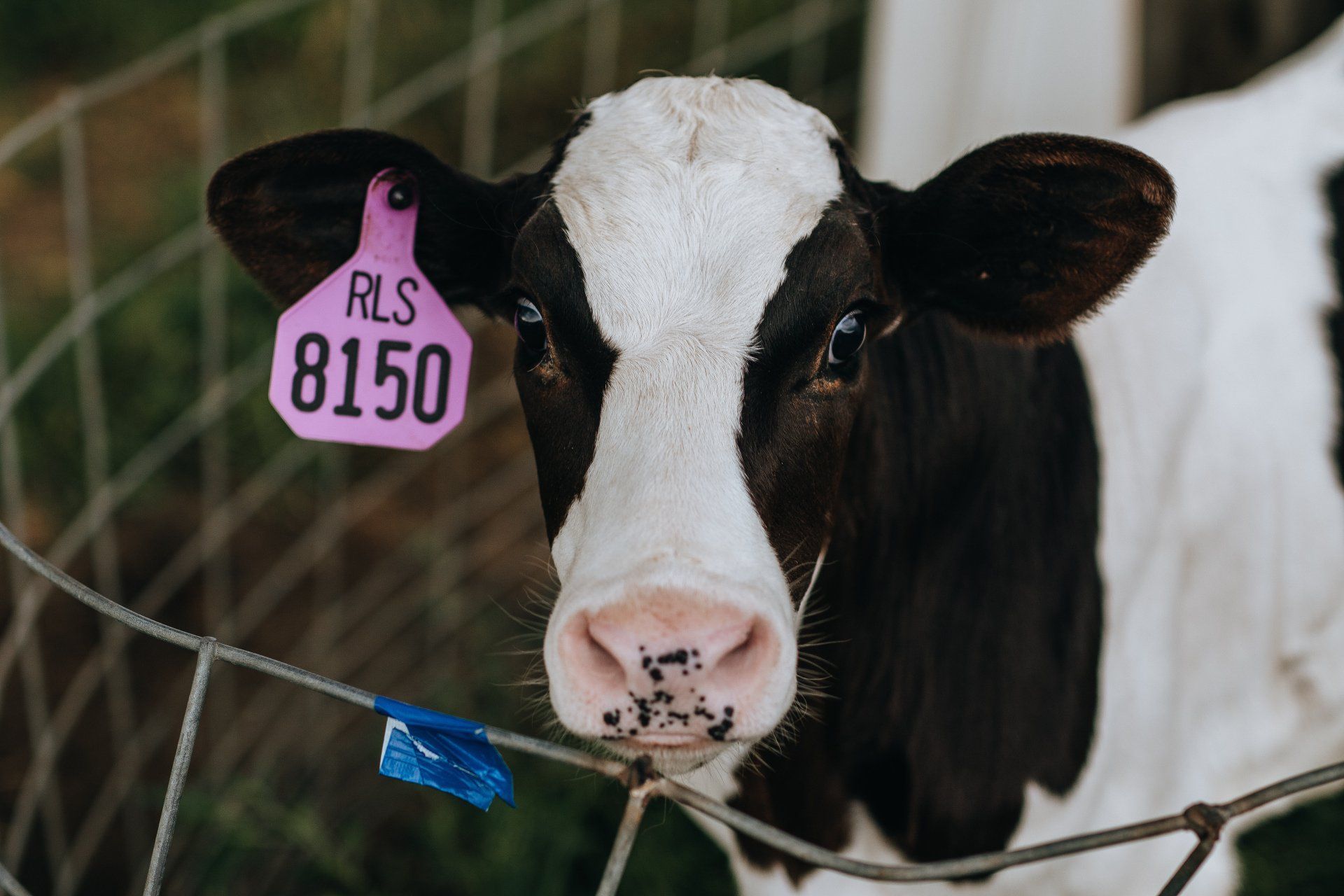 Black-and-white cow with pink ear tag behind a wire fence, facing the camera
