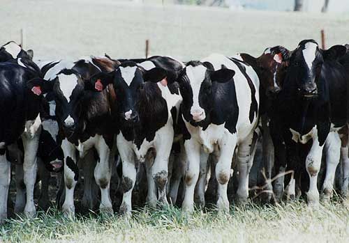 A herd of black-and-white cows standing together in a grassy pen.