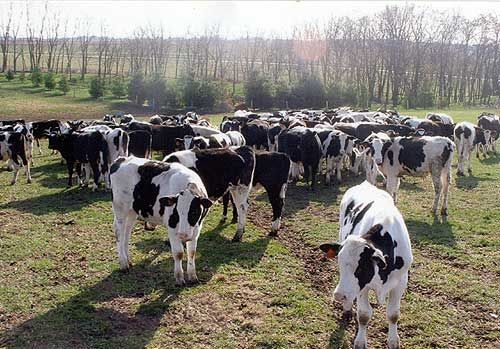 Black and white cows grazing in a sunlit pasture with trees in the background