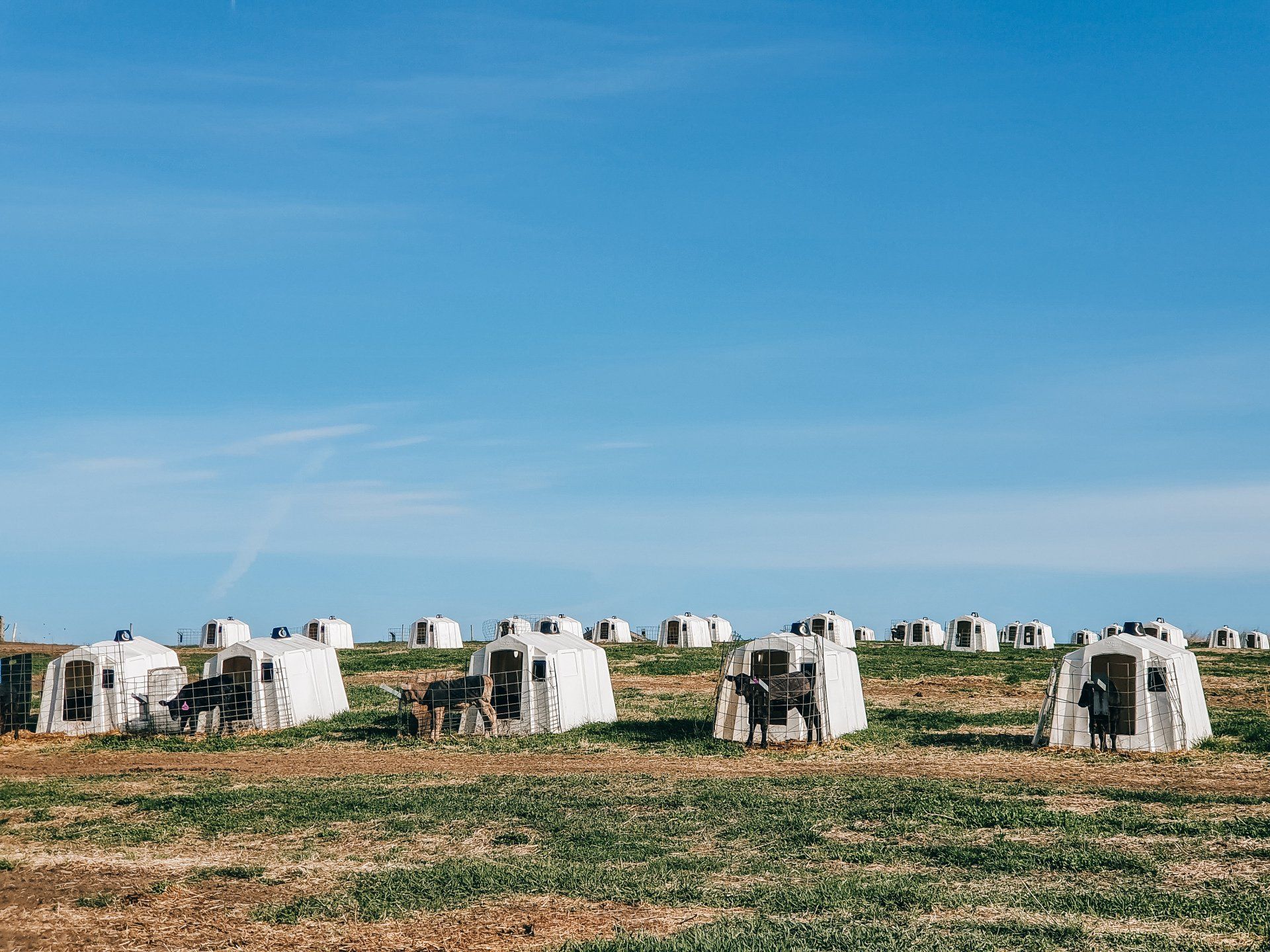 Rows of white beehive huts in a dry field under a bright blue sky