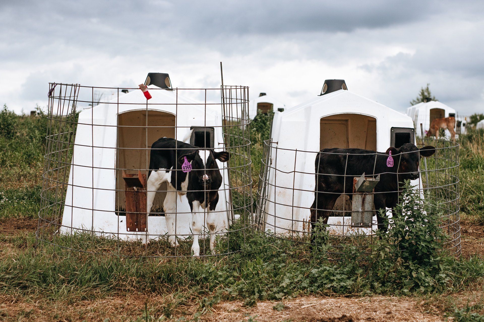 Black and white cows standing in small shelters behind a wire fence in a grassy field