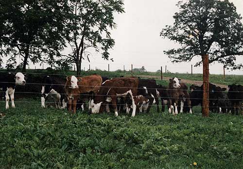 Cows grazing in a fenced green pasture with trees in the background.