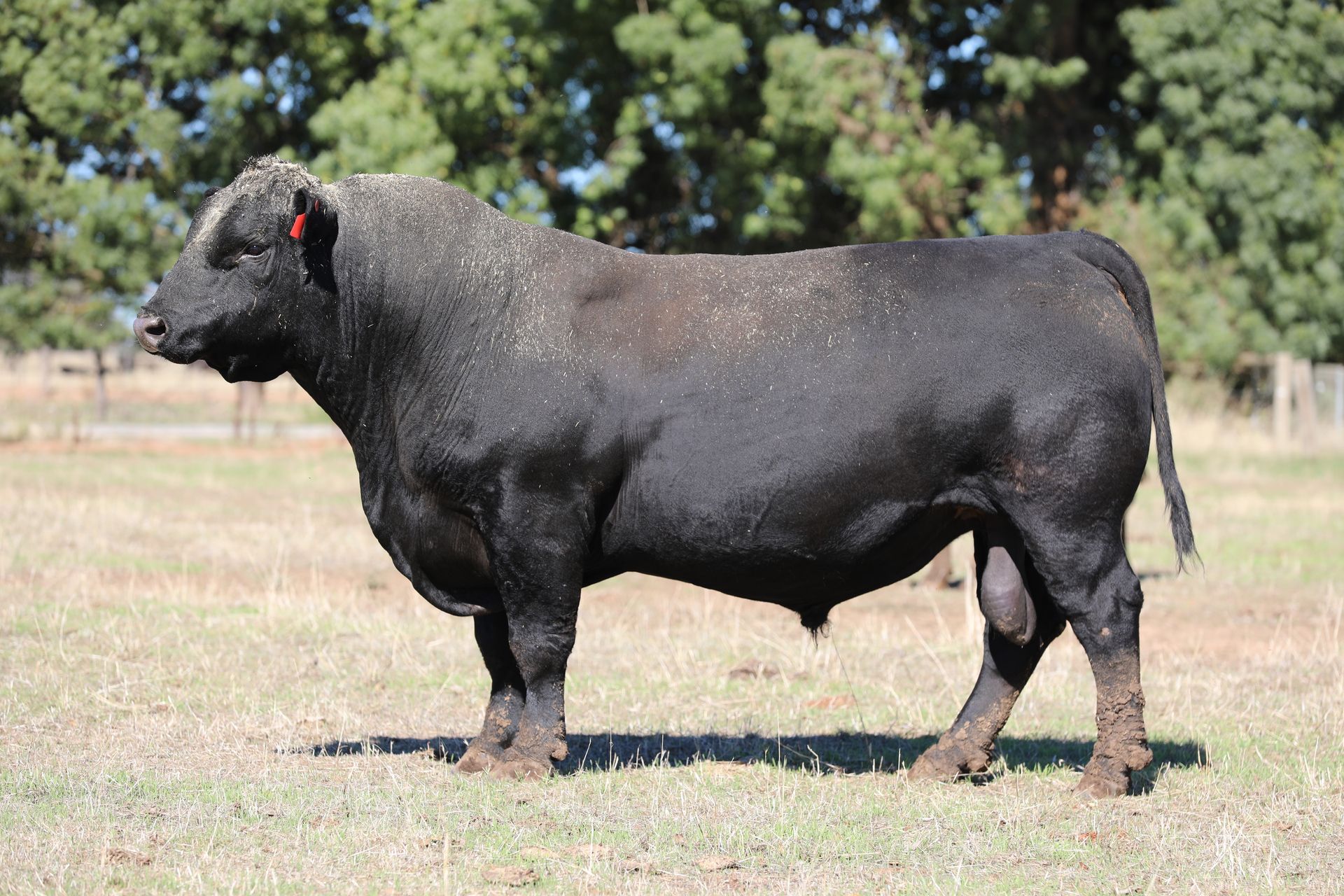 Eastern Plains Angus - BULL SALE