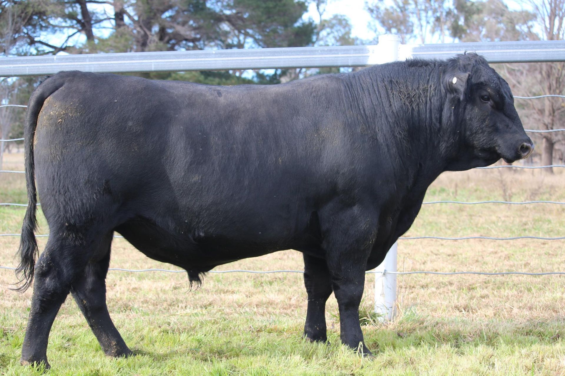 Lot 13 - EASTERN PLAINS TUENSBURRA T60