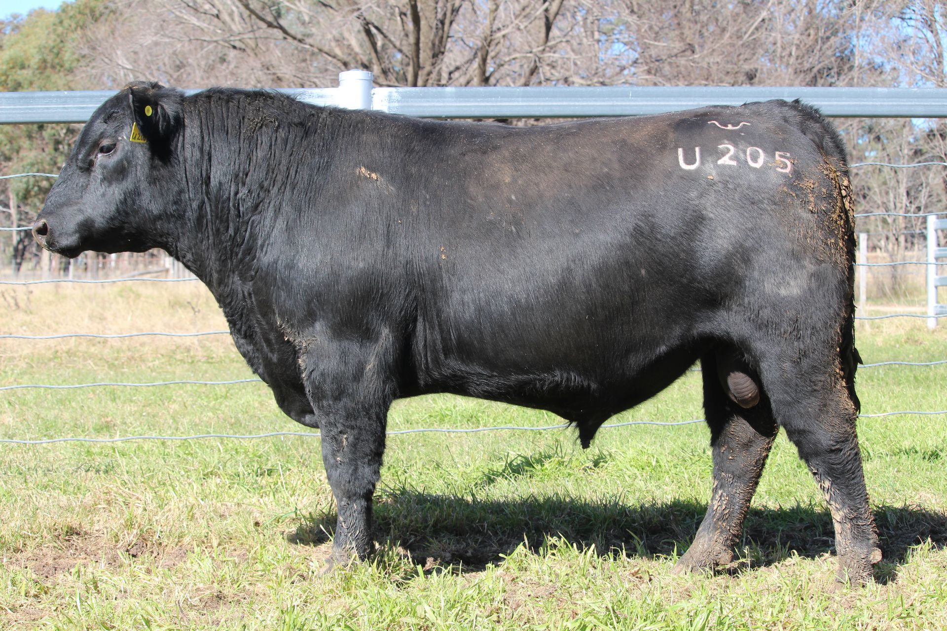 Lot 67 - EASTERN PLAINS TIMOR T215