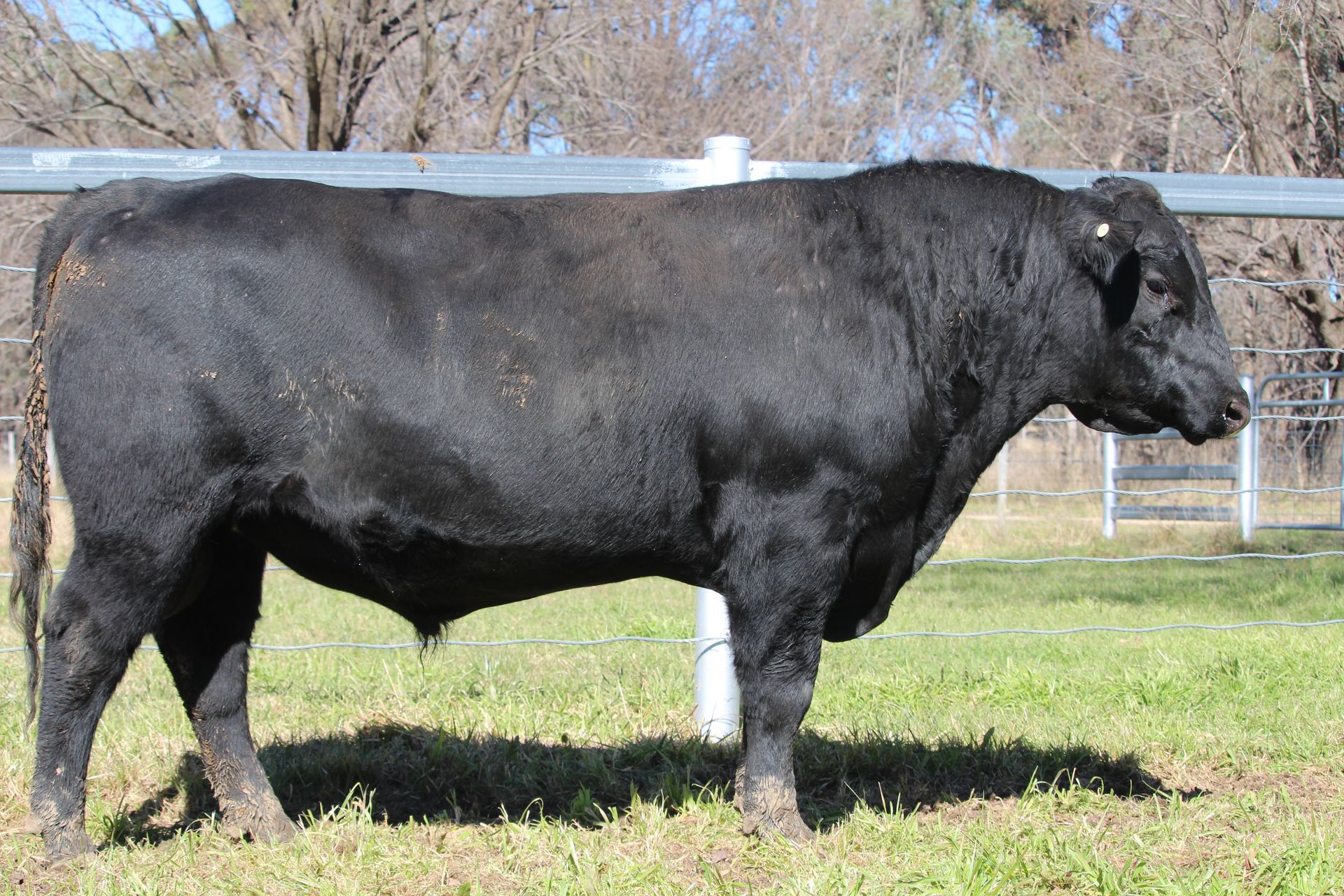 Lot 68 - EASTERN PLAINS TALLANDOON T116