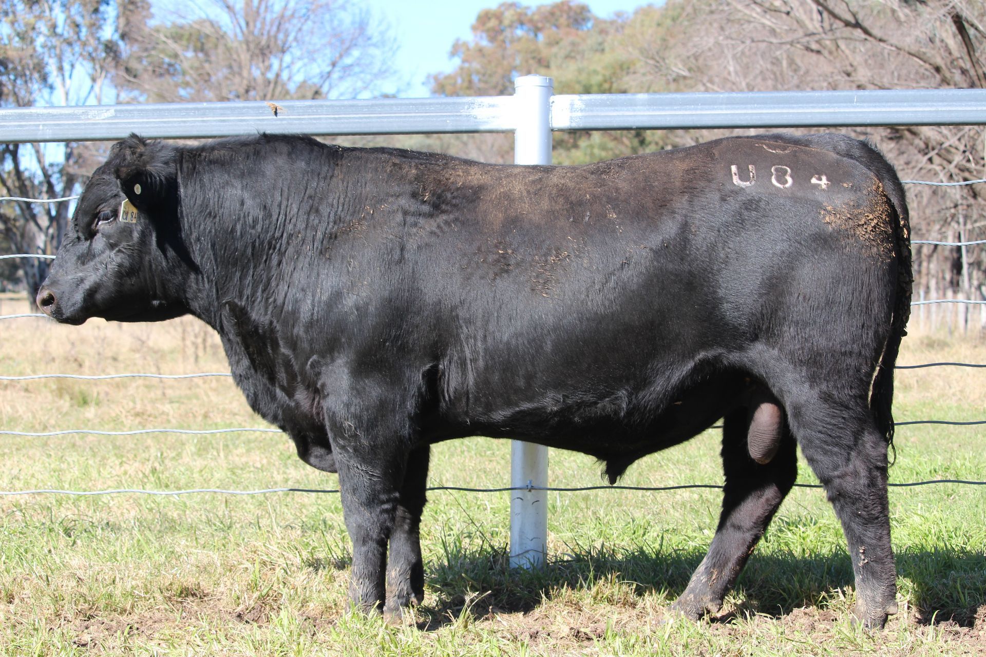 Lot 70 - EASTERN PLAINS TURNASTON T109