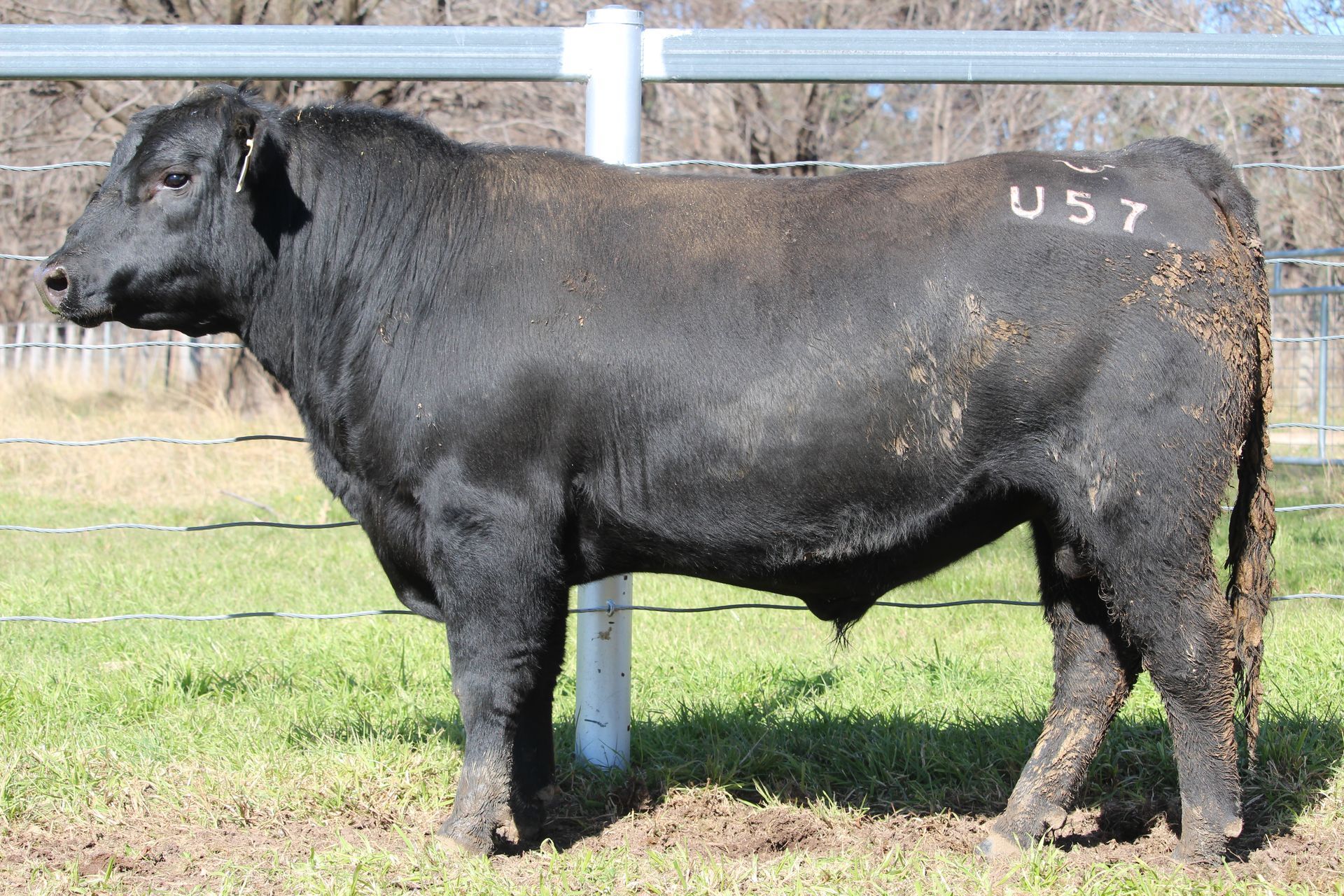 Lot 72 - EASTERN PLAINS TULLOONA T51