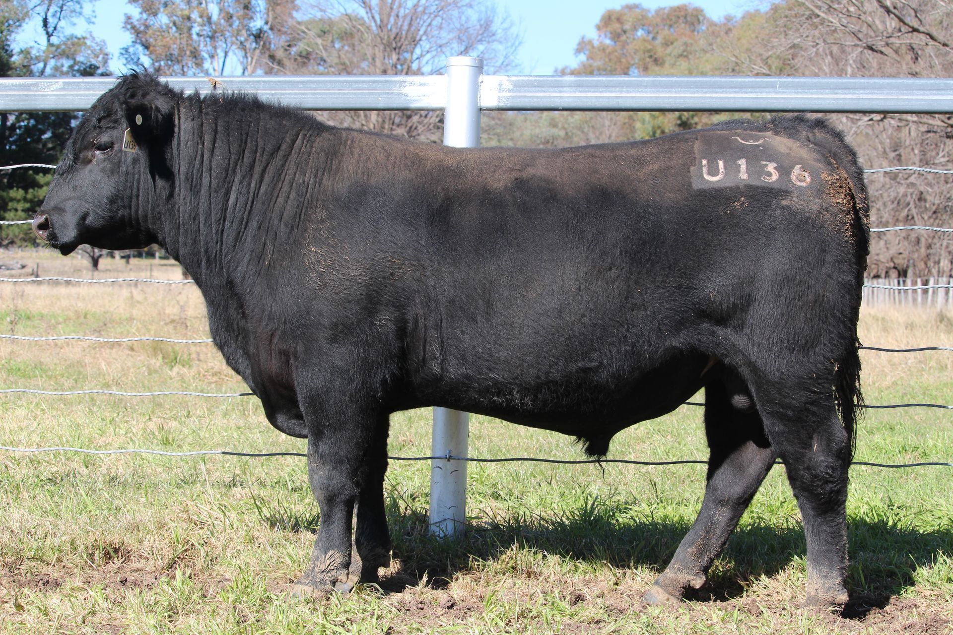 Lot 73 - EASTERN PLAINS TYRELL T23