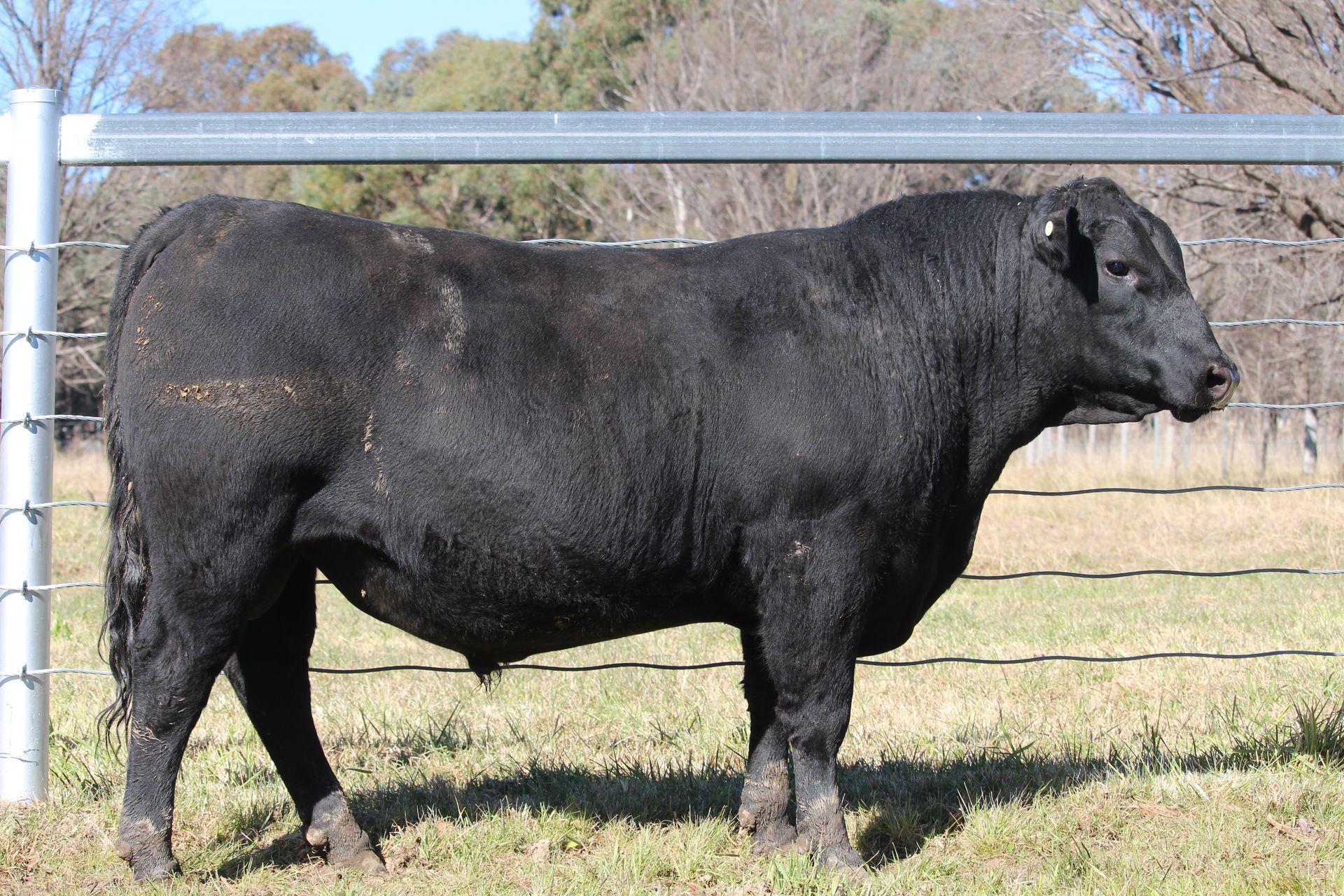 Lot 74 - EASTERN PLAINS TULAGI T33