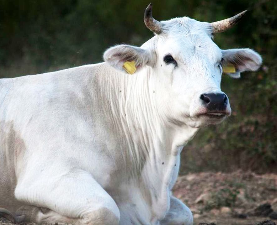 CHIANINA IGP