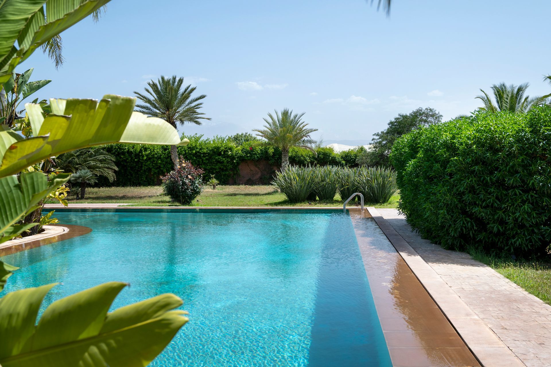 Tropical backyard pool with turquoise water, palm trees, and lush green hedges under a clear sky