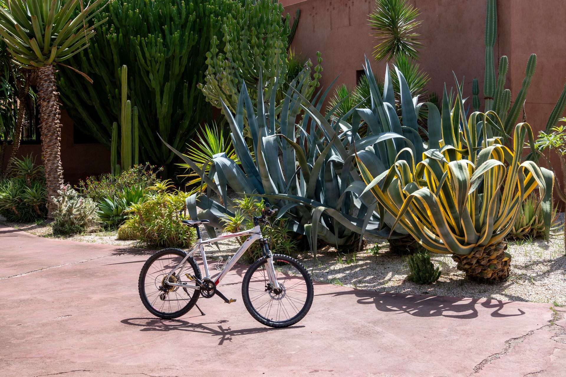 Bicycle parked on a sunlit path beside large cactus and desert plants