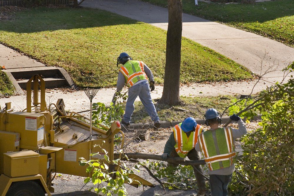 Tree Pruning | Concord, NC | Carolina Property Solution & Tree Service