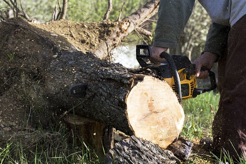 Tree Removal | Concord, NC | Carolina Property Solution & Tree Service
