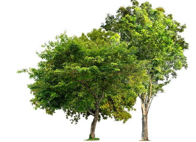 Trees | Concord, NC | Carolina Property Solution & Tree Service Trees | Concord, NC | Carolina Property Solution & Tree Service