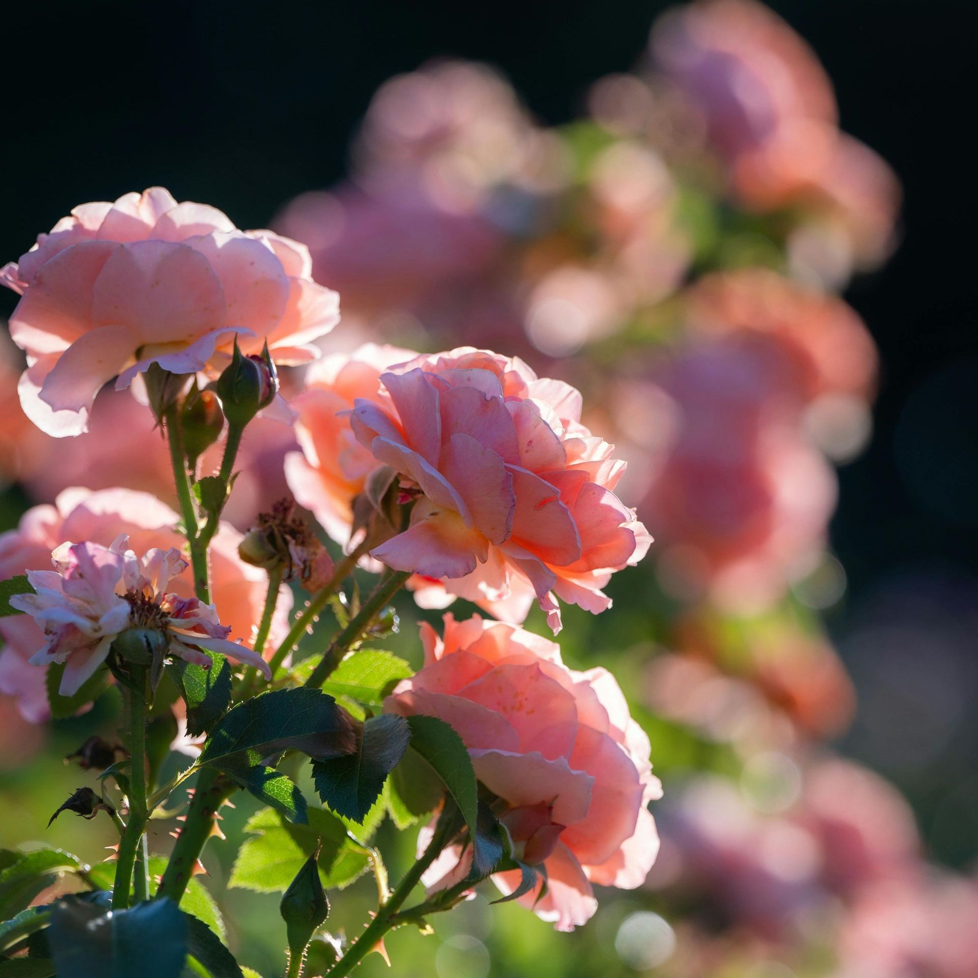 A bunch of pink flowers with green leaves