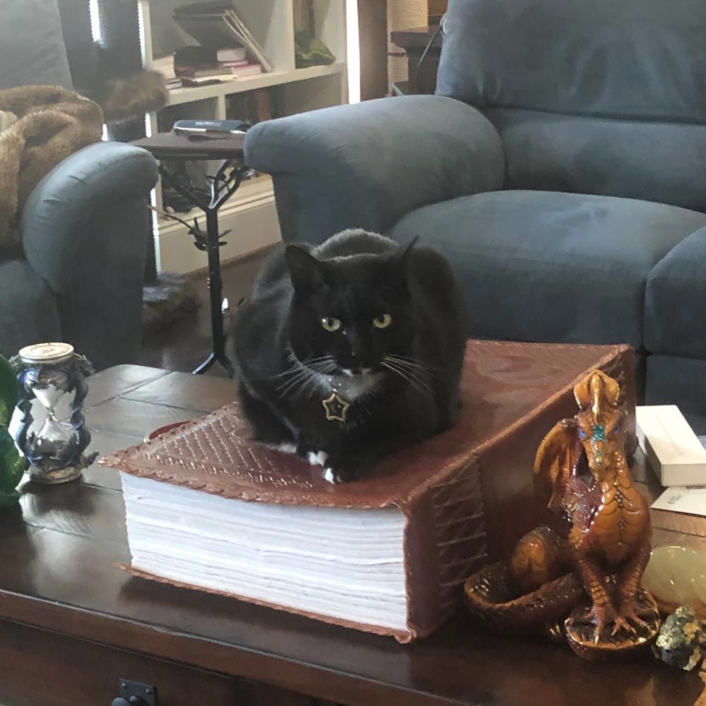 Black cat with a white bib sits on a large, leather-bound book on a coffee table; dragon statue nearby.