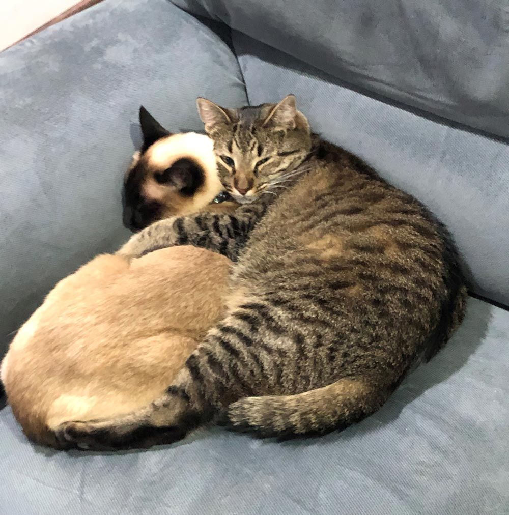 Two cats cuddling on a blue couch; one is a tabby, the other is Siamese.
