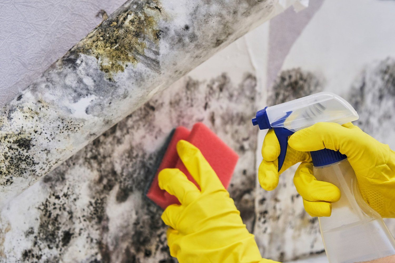 Mold Remediation Atlanta
