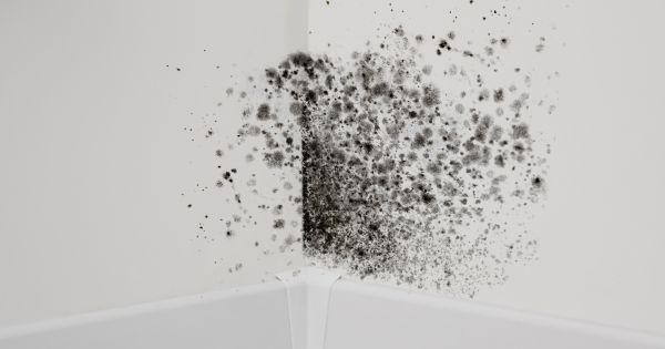 black mold