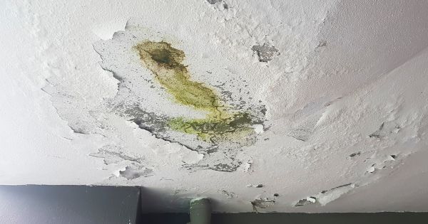 green mold