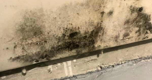 mold and mildew