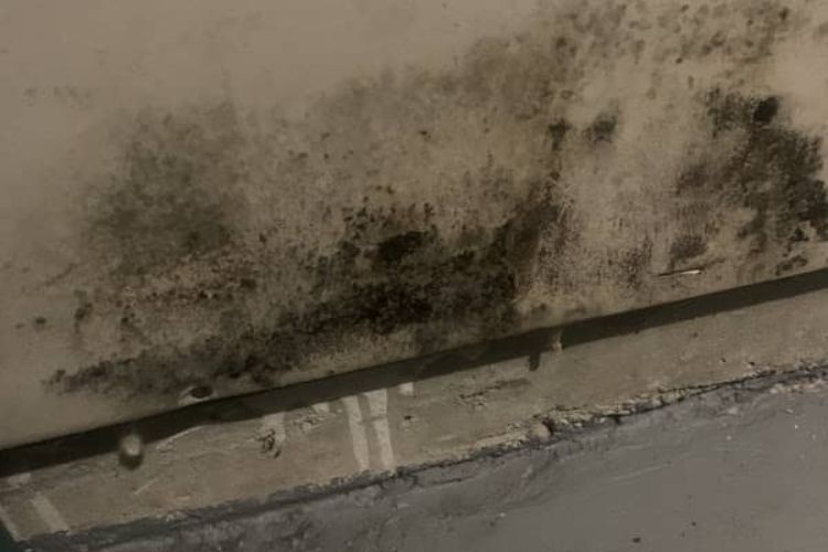mold on wall