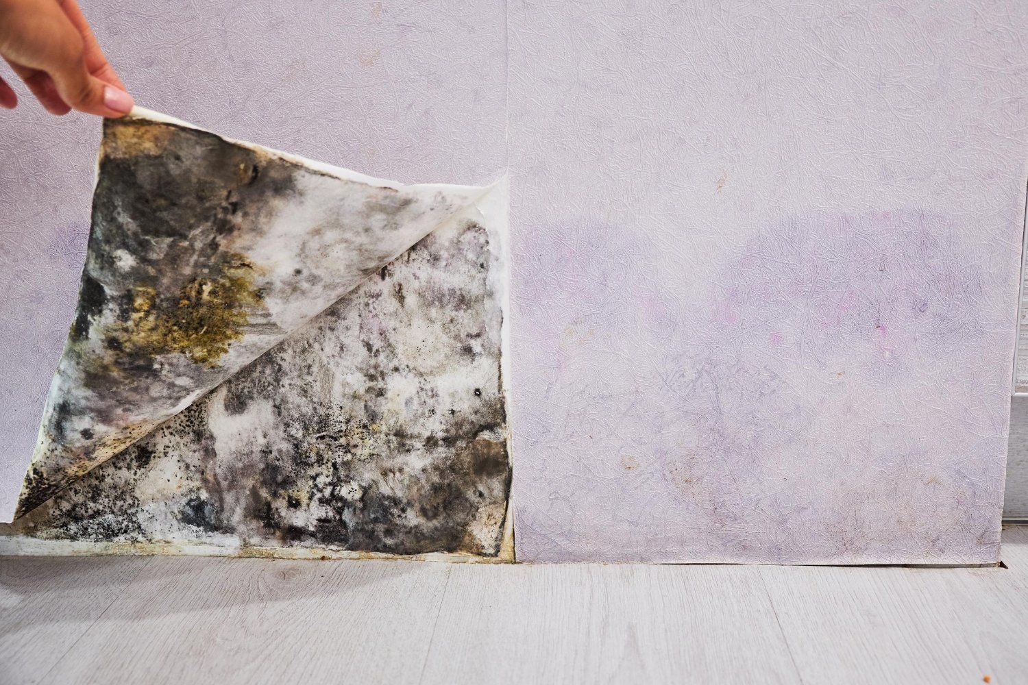 Hand peeling wallpaper revealing mold on wall.