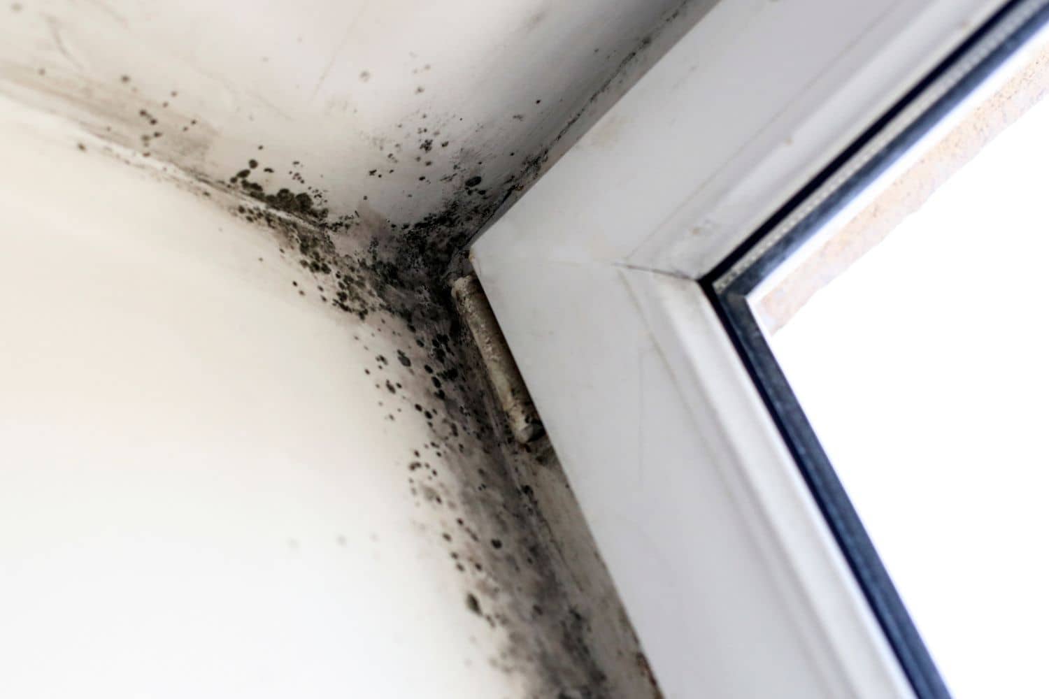 You May Have Mold In Your Home If You See These Signs