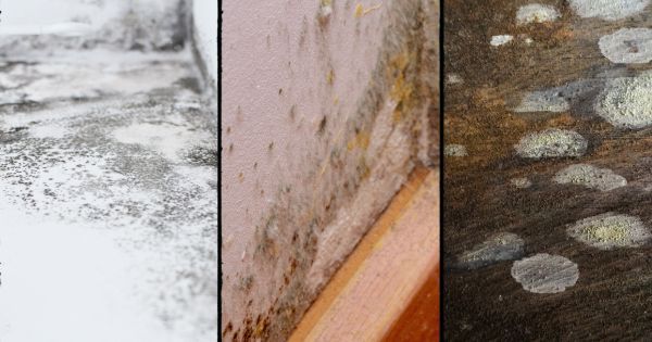What Does Water Damage Mold Look Like?