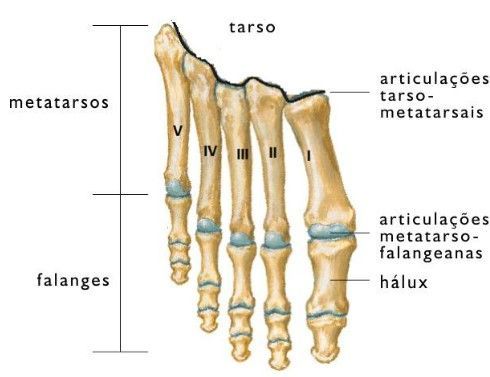Braquimetatarsia anatomia