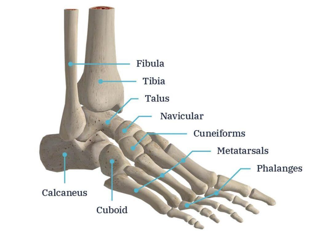 anatomia do tornozelo