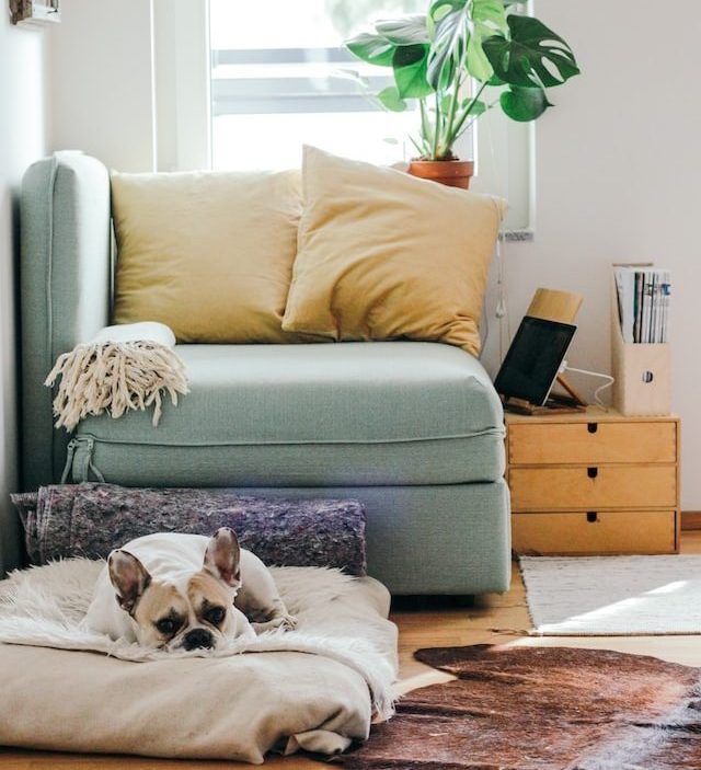 French bulldog on light blue couch